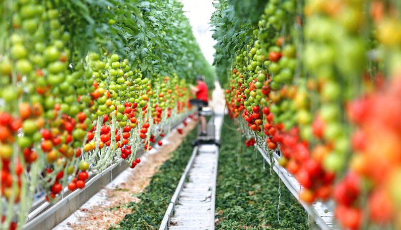 Une femme coupe des plants de tomates dans une serre à Lutherstadt Wittenberg, avril 2014