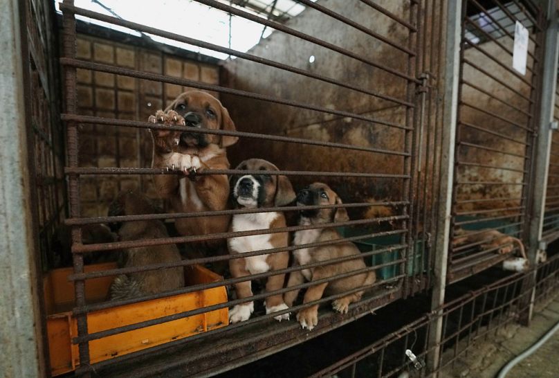 Des chiens sont vus dans une cage dans une ferme canine à Pyeongtaek, Corée du Sud, juin 2023