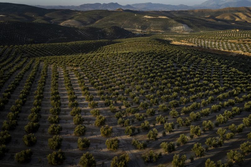 Des rangées d'oliviers poussent dans la ville méridionale de Quesada, une communauté rurale située au cœur de la région oléicole espagnole, en octobre 2022.