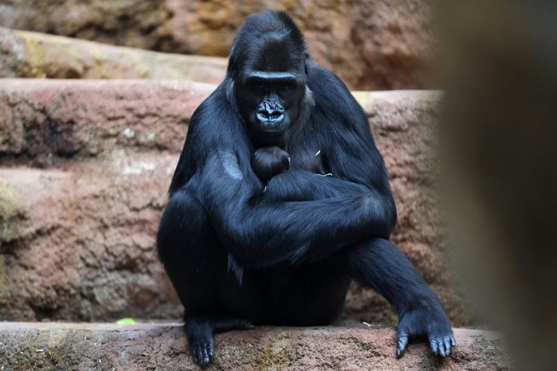 Le gorille Duni, 10 ans, tient son nouveau-né dans ses bras au zoo de Prague, en République tchèque