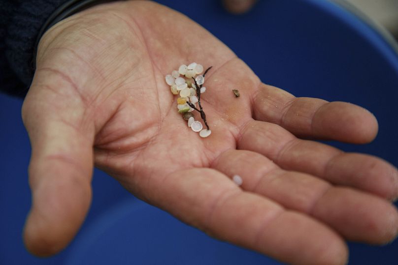 Un volontaire montre des granulés de plastique collectés sur une plage de Nigran, Pontevedra, Espagne, le mardi 9 janvier 2024.