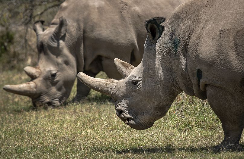 Les femelles rhinocéros blancs du Nord Fatu, à droite, et Najin, à gauche.