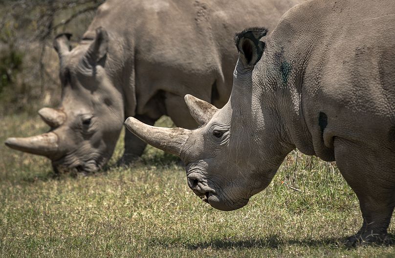 Les femelles rhinocéros blancs du Nord Fatu, à droite, et Najin, à gauche.
