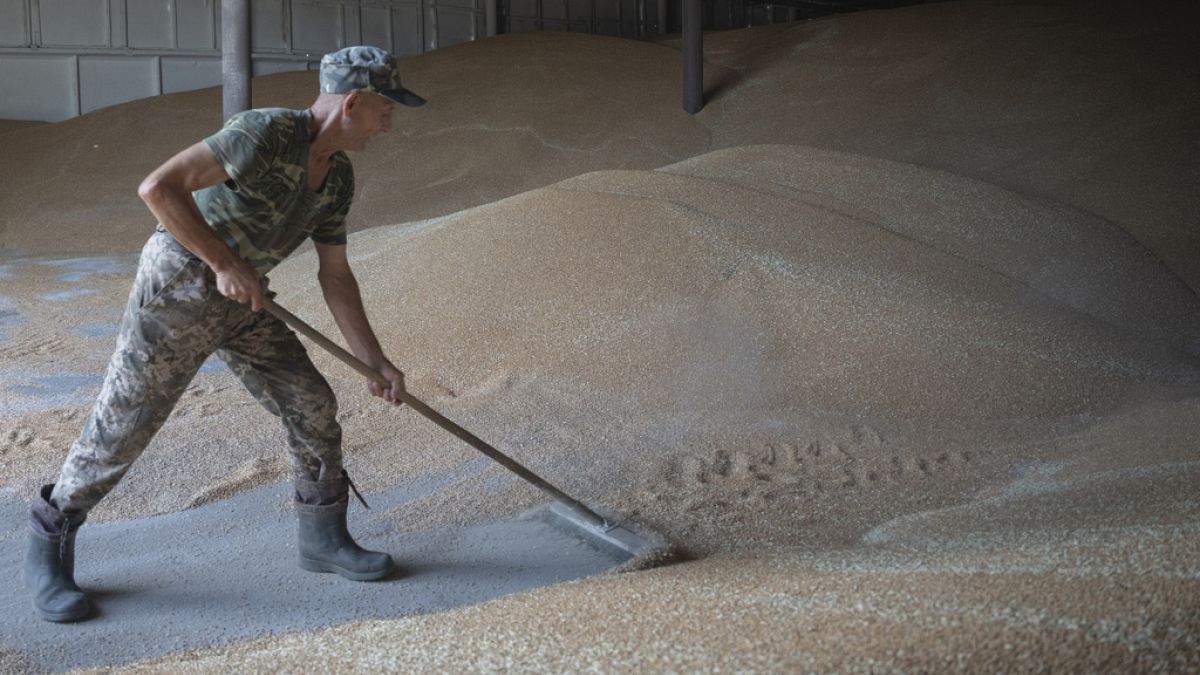A worker rakes wheat in a granary on a private farm in Zhurivka, Kyiv region, Ukraine,