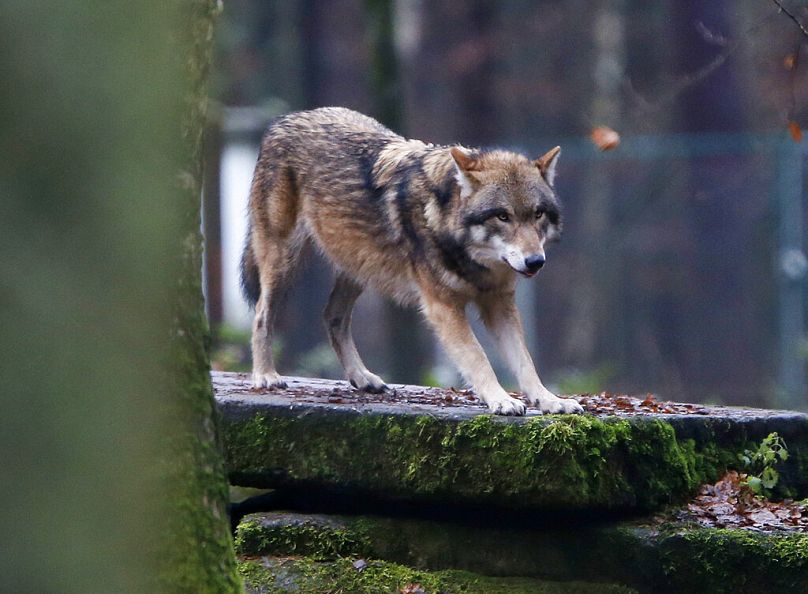 Un loup européen est représenté dans un parc animalier à Hanau, en Allemagne.