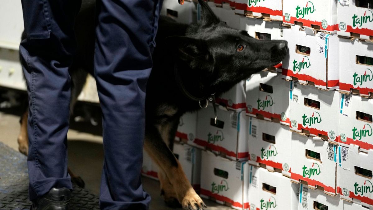 A customs agent works with a drug sniffer dog in the Port of Antwerp on Wednesday, Aug. 17, 2022.