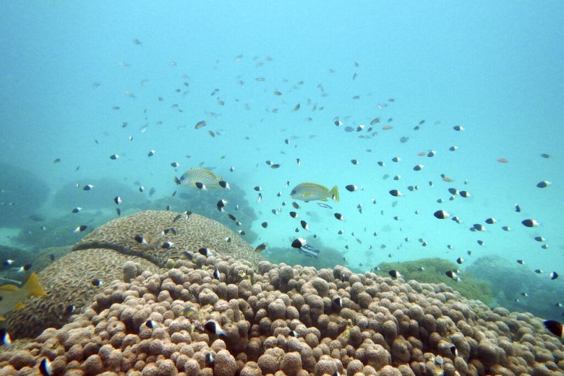 Des poissons nagent près de coraux blanchis dans le parc marin de Kisite Mpunguti, au Kenya.