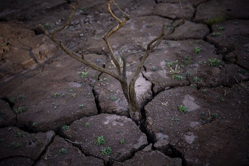 Un arbre sec se dresse dans les fissures et le sol sec du réservoir d'Arnius-Boadella, qui n'est qu'à 12 pour cent de sa capacité, près de Figueras, au nord de Gérone.