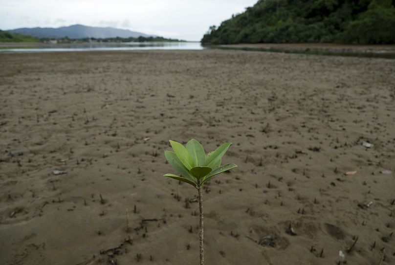 Un semis se dresse le long d’une berge de rivière à Jaque, dans la province isolée de Darien, au sud-est du Panama.