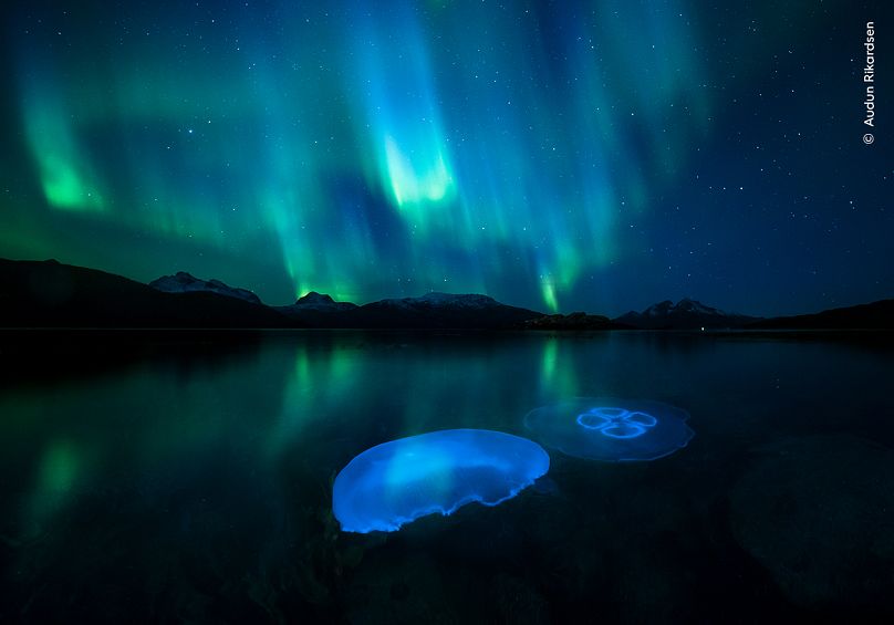 Aurora Jellies par Audun Rikardsen, Norvège. www.audunrikardsen.com