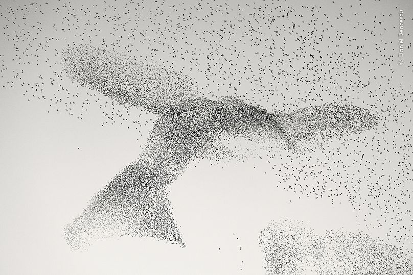 'Starling Murmuration' de Daniel Dencescu, Allemagne/Roumanie.