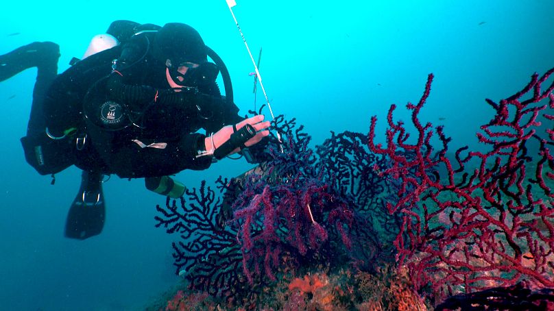 Les gorgones des profondeurs inférieures à 30 mètres sont toujours en bonne santé.