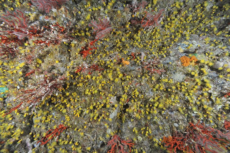 La même colonie de corail rouge présentant des signes de nécrose dans la Grotte Palazzu en 2017.