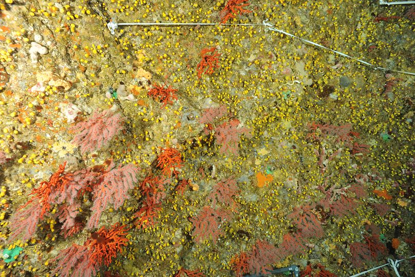 Colonie de corail rouge dans la grotte Grotte Palazzu au large de la Corse en 2015.
