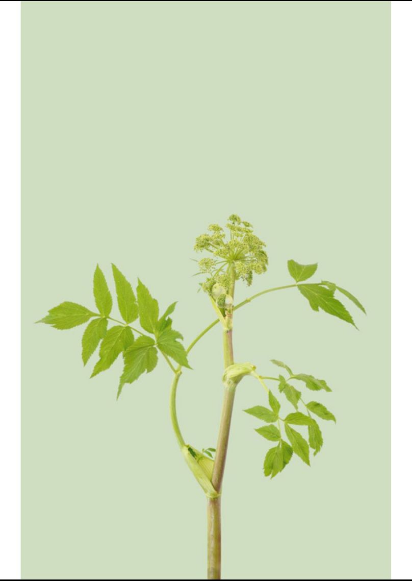 Flore de Federico Scarchilli