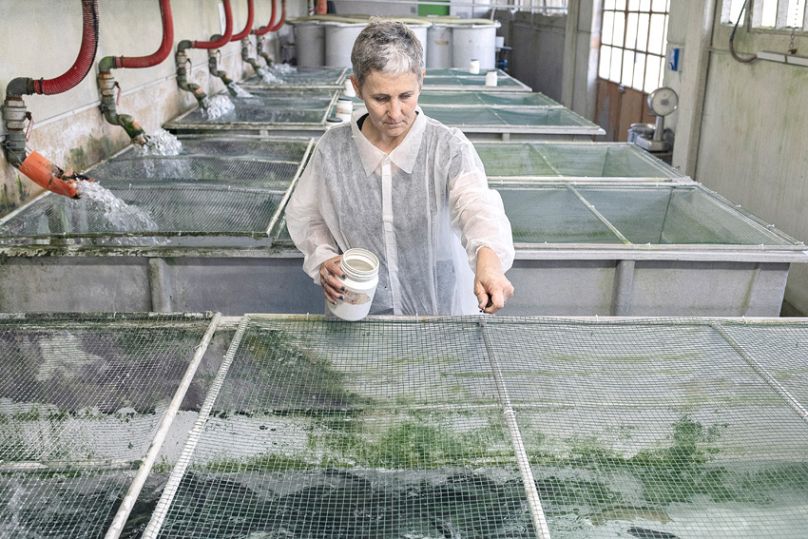 Faim Zéro de Maurizio Di Pietro