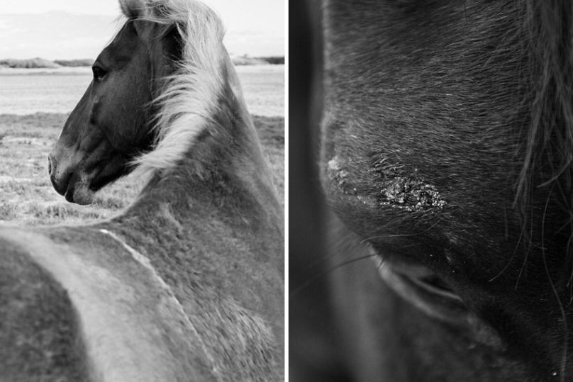 La maison est là où est le cheval de Jacques Smit