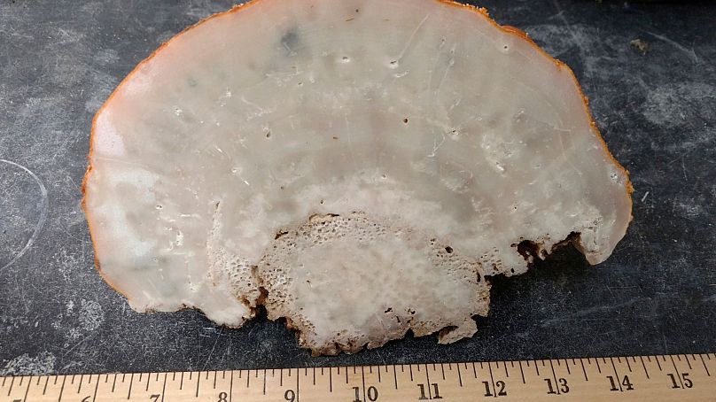 Cette image non datée fournie par Amos Winter montre une éponge des Caraïbes qui a été découpée.