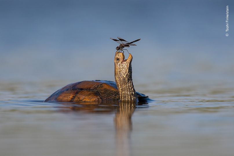 La tortue heureuse par Tzahi Finkelstein, Israël.