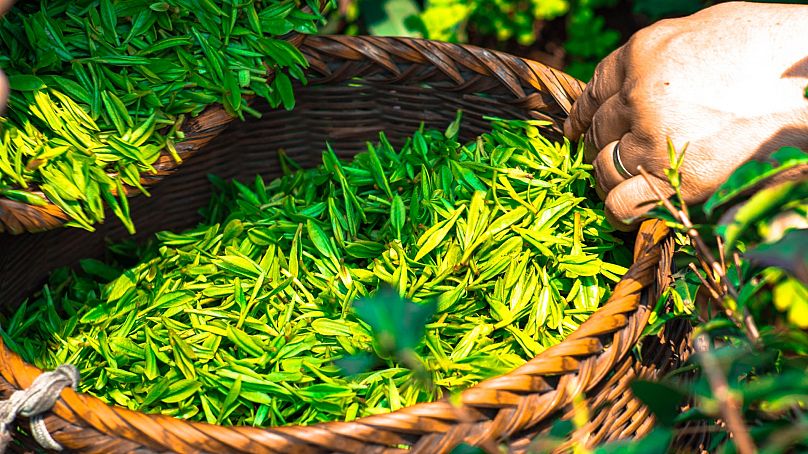 Feuilles de thé après récolte