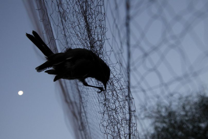 Un oiseau est empêtré dans un filet utilisé par les braconniers pour piéger les oiseaux chanteurs migrateurs tôt le matin dans le district de Larnaca, à Chypre.