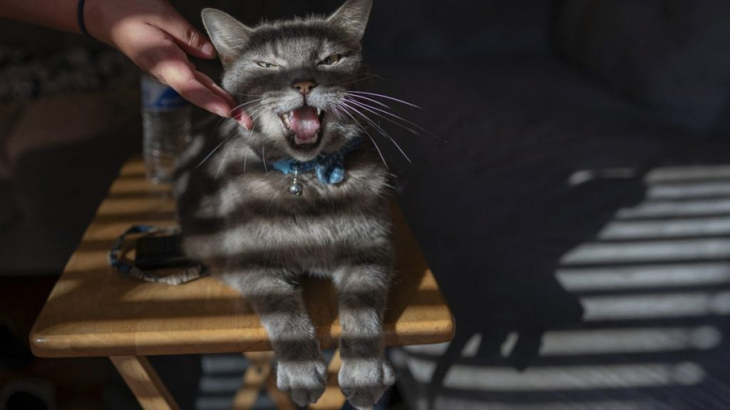 The most polluting part of owning a pet is their meat-heavy diet