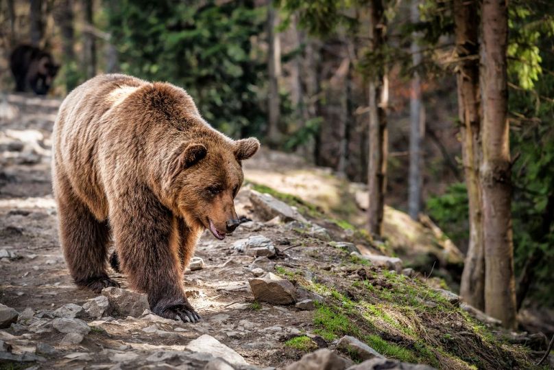 L'ours brun est le plus grand carnivore de Serbie