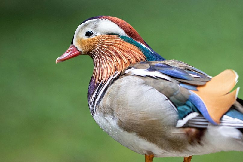 Apercevez des oiseaux insolites comme ce canard mandarin à Lange Erlen