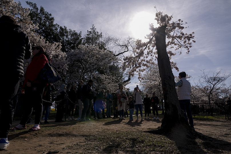 Les visiteurs photographient un cerisier affectueusement surnommé « Stumpy » alors que les cerisiers entrent en pleine floraison cette semaine à Washington.