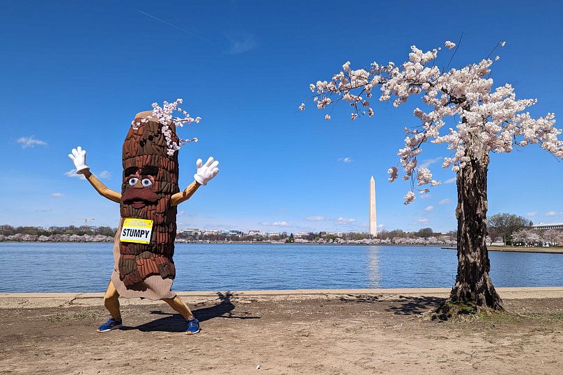 La mascotte Stumpy danse près de « Stumpy » le cerisier dans le bassin de marée à Washington