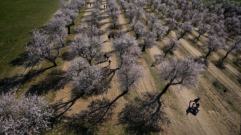 Les gens profitent d'une journée chaude dans l'amandière en fleurs de Hustopece, en République tchèque, le 19 mars 2024.