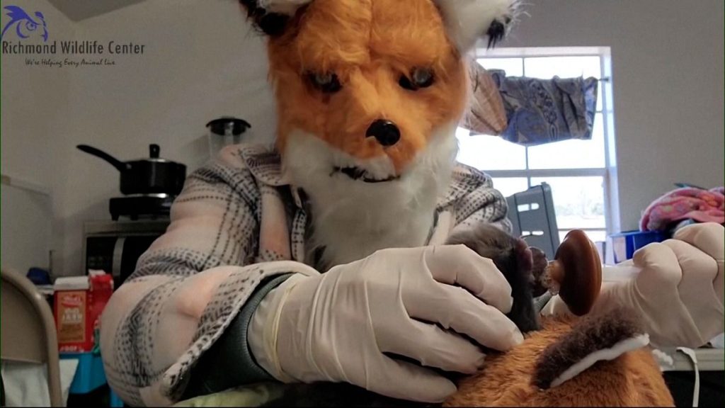 A staff member from Richmond Wildlife Centre in the US dresses up as a fox to feed a fox cub.