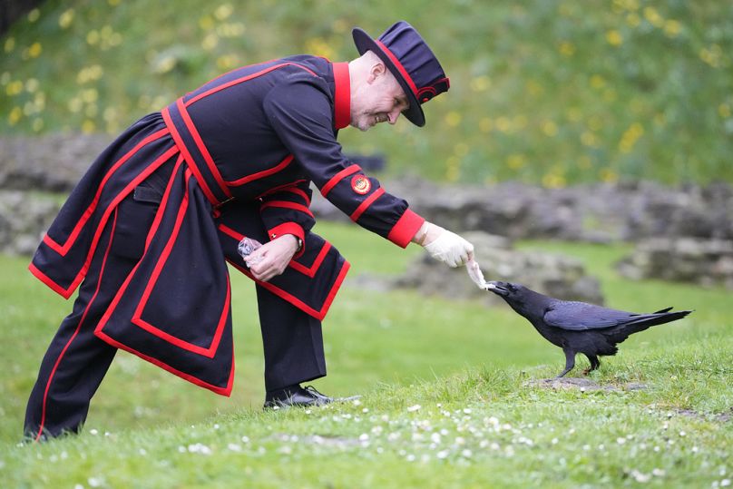 Barney Chandler, nouveau maître corbeau, nourrit l'un des corbeaux de la Tour de Londres à Londres