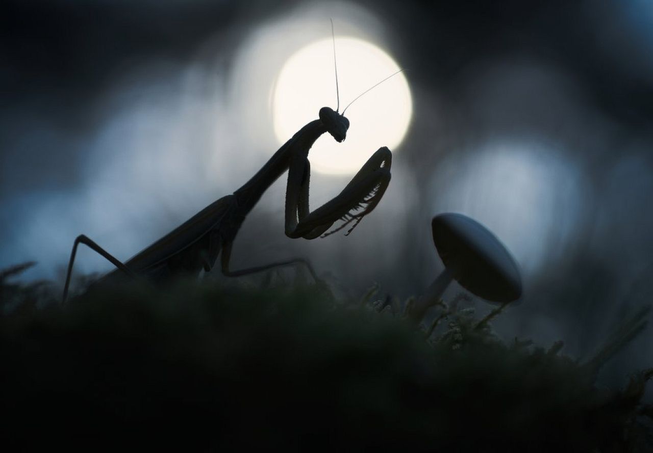 Panagiotis Dalagiorgos : Colline pas si silencieuse