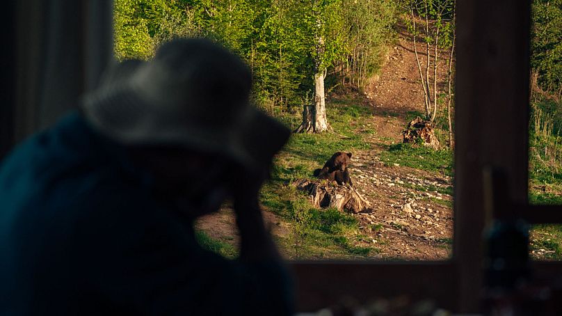 Partez observer les ours en Roumanie avec Travel Carpathia.