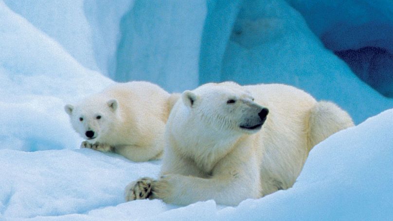 Les ours polaires sont plus nombreux que les humains dans la région arctique du Svalbard, en Norvège.