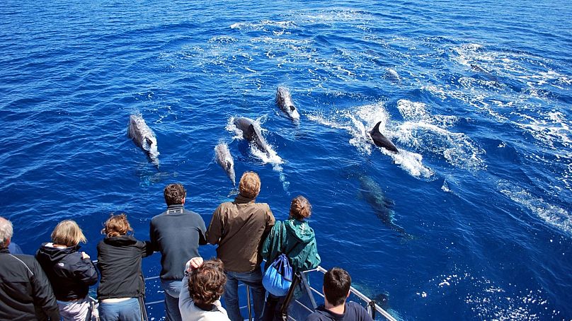 Allez observer les baleines et les dauphins aux Açores au Portugal.