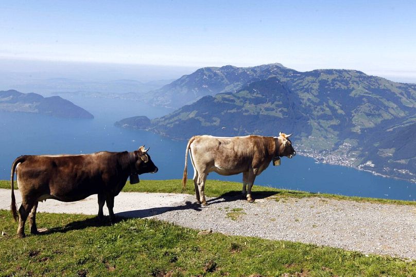 Des vaches se tiennent à un point d'observation lors d'une journée ensoleillée près de Niederbauen, au bord du lac des Quatre-Cantons, en septembre 2012.