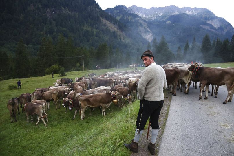 Un berger bavarois se repose alors qu'il conduit ses bêtes sur une route lors du retour du bétail des pâturages d'été dans les montagnes près de Bad Hindelang, septembre 2019.