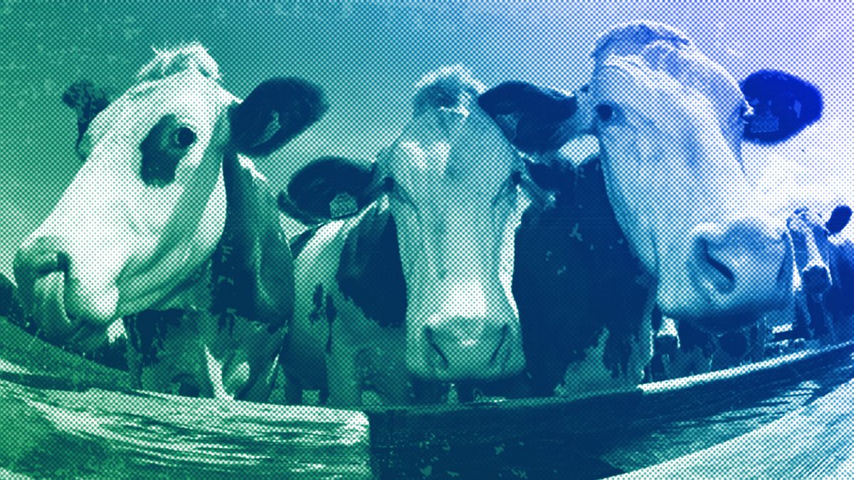 Three cows are seen on a water point on the Loferer Alm near Lofer in the Austrian province of Salzburg, July 2008