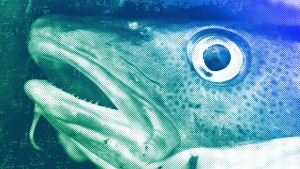 A cod is seen on a trawler off the coast of Hampton Beach, NH, April 2016