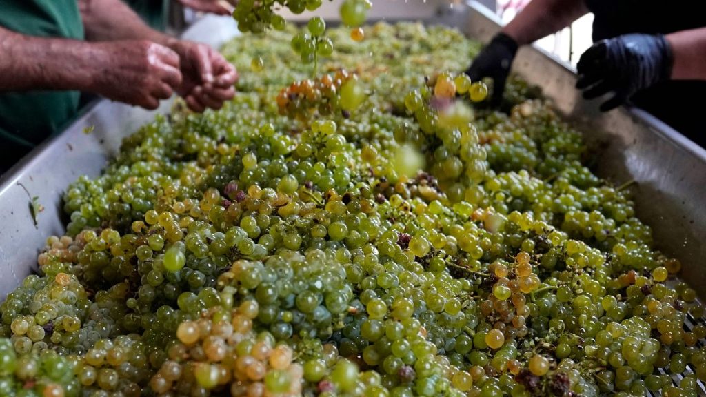 Workers check white grapes of sauvignon to remove the dry leaves at the Grand Cru Classe de Graves of the Château Carbonnieux.