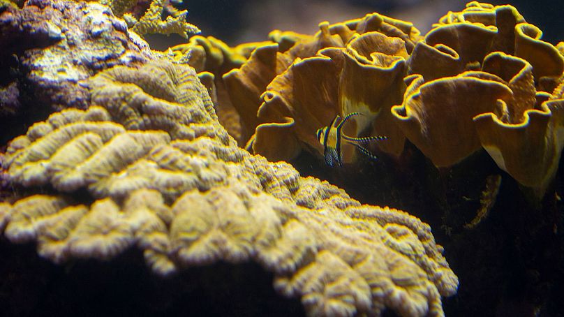 Un poisson nage dans un récif de corail au zoo de Burgers à Arnhem, dans l'est des Pays-Bas, le 22 avril 2024.