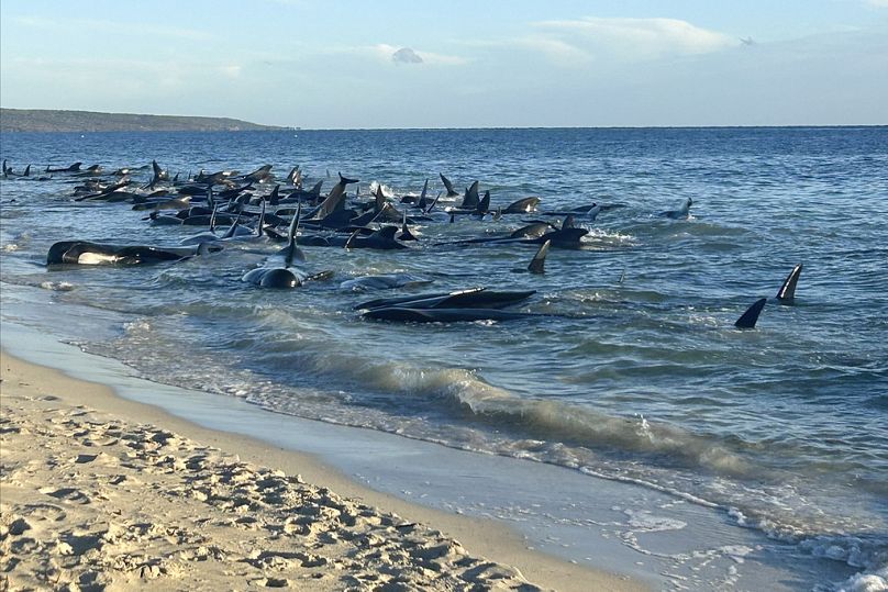 Un groupe de globicéphales échoués sur une plage de Toby's Inlet, en Australie occidentale