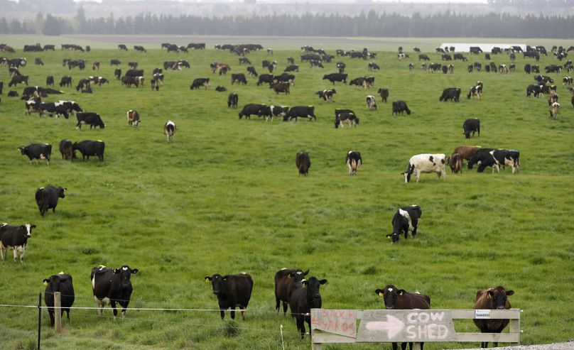 Des vaches laitières paissent dans une ferme près d'Oxford, en Nouvelle-Zélande, en octobre 2018