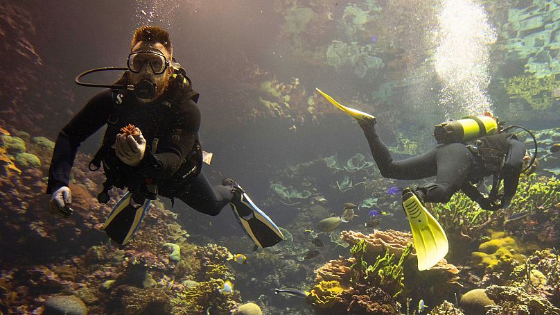 Des plongeurs nichent doucement les premiers coraux auto-produits du projet World Coral Conservatory parmi leurs cousins ​​au zoo de Burgers à Arnhem, aux Pays-Bas, le 22 avril 2024.
