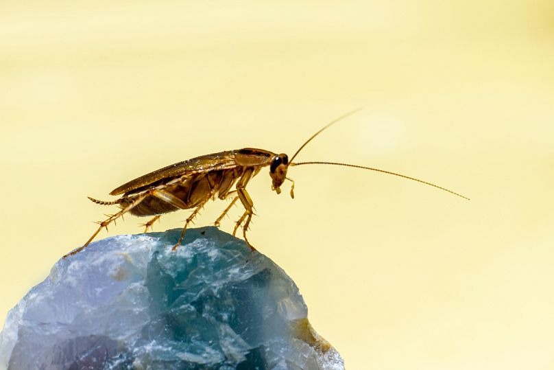 En Espagne, les blattes sont de plus en plus capables de résister aux méthodes de lutte antiparasitaire