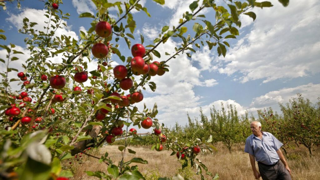 FILE - Farmer Sergiu Calmac stands in his apple orchard in Harbovat, Moldova, Aug. 7, 2014