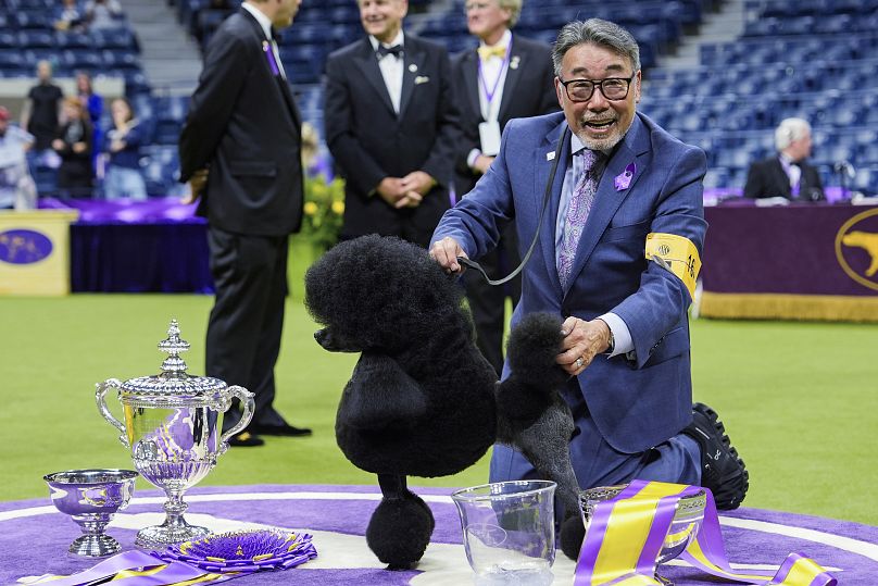 Sage, un caniche miniature, pose pour des photos après avoir remporté le prix du meilleur spectacle à la 148e exposition canine du Westminster Kennel Club, le mardi 14 mai 2024.