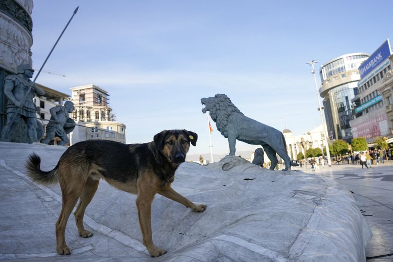 Un chien joue sur le monument du